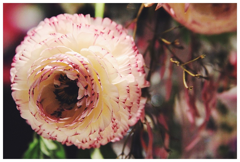 little miss lovely - philadelphia flower show - ranunculus